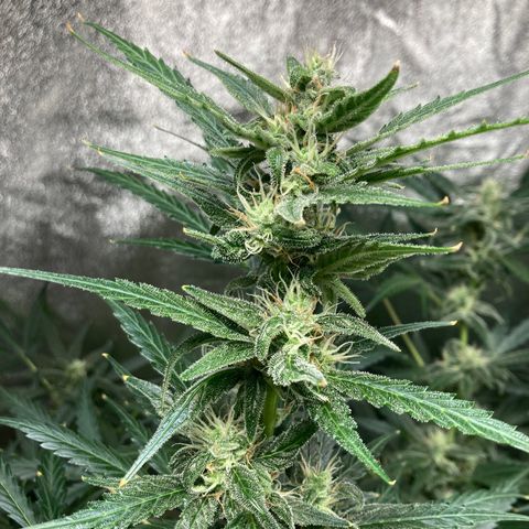 2 plant hydroponics “Amnesia Auto” from Seedsman growlog timeline photo