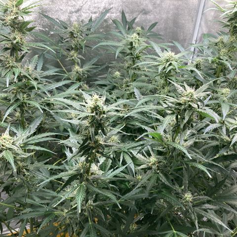 2 plant hydroponics “Amnesia Auto” from Seedsman growlog timeline photo