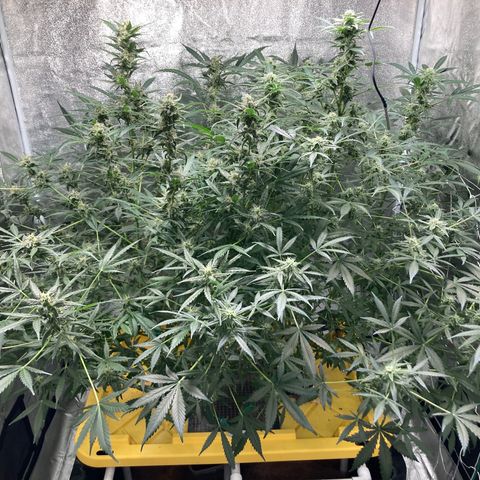 2 plant hydroponics “Amnesia Auto” from Seedsman growlog timeline photo