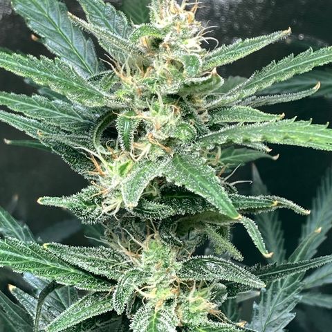 2 plant hydroponics “Amnesia Auto” from Seedsman growlog timeline photo