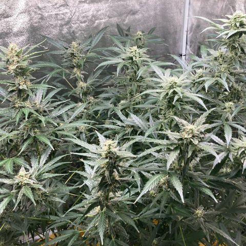 2 plant hydroponics “Amnesia Auto” from Seedsman growlog timeline photo