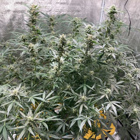 2 plant hydroponics “Amnesia Auto” from Seedsman growlog timeline photo