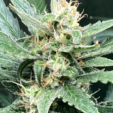 2 plant hydroponics “Amnesia Auto” from Seedsman growlog timeline photo