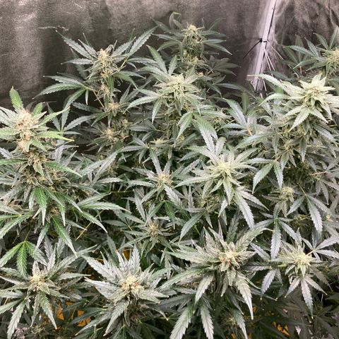 2 plant hydroponics “Amnesia Auto” from Seedsman growlog timeline photo