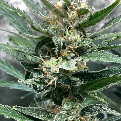 2 plant hydroponics “Amnesia Auto” from Seedsman growlog timeline photo
