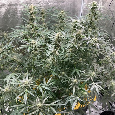 2 plant hydroponics “Amnesia Auto” from Seedsman growlog timeline photo