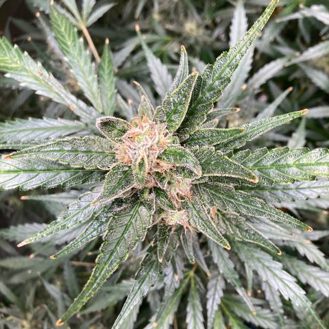 2 plant hydroponics “Amnesia Auto” from Seedsman growlog timeline photo