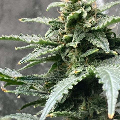 2 plant hydroponics “Amnesia Auto” from Seedsman growlog timeline photo