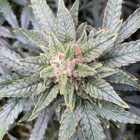 2 plant hydroponics “Amnesia Auto” from Seedsman growlog timeline photo