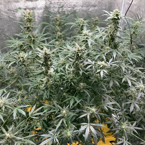 2 plant hydroponics “Amnesia Auto” from Seedsman growlog timeline photo