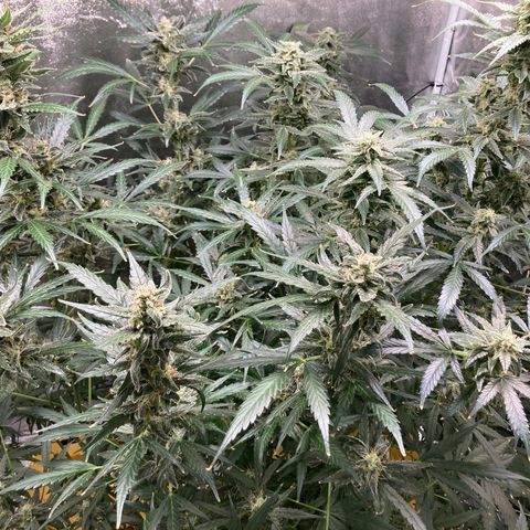 2 plant hydroponics “Amnesia Auto” from Seedsman growlog timeline photo