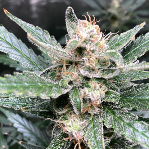 2 plant hydroponics “Amnesia Auto” from Seedsman growlog timeline photo