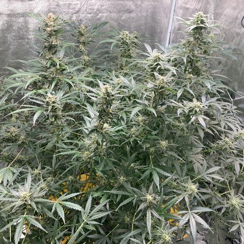 2 plant hydroponics “Amnesia Auto” from Seedsman growlog timeline photo