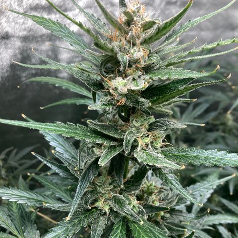 2 plant hydroponics “Amnesia Auto” from Seedsman growlog timeline photo