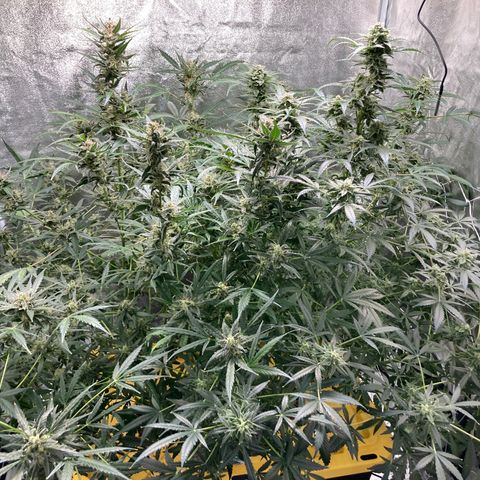 2 plant hydroponics “Amnesia Auto” from Seedsman growlog timeline photo