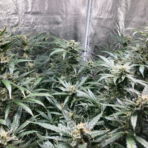 2 plant hydroponics “Amnesia Auto” from Seedsman growlog timeline photo