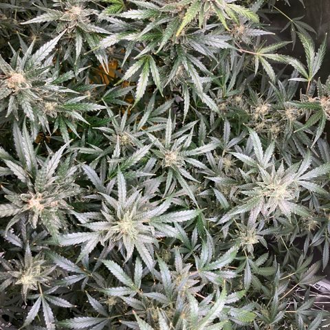 2 plant hydroponics “Amnesia Auto” from Seedsman growlog timeline photo