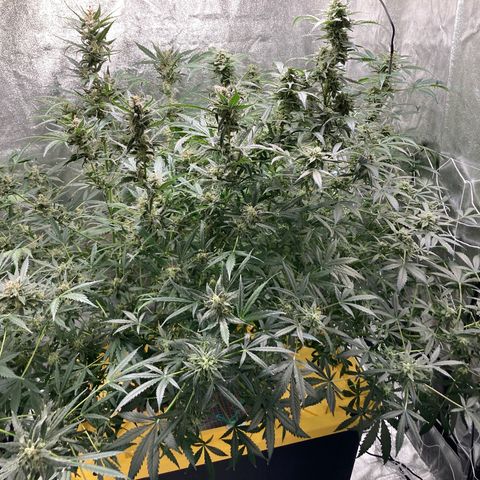 2 plant hydroponics “Amnesia Auto” from Seedsman growlog timeline photo