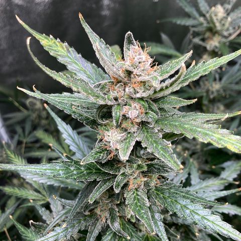 2 plant hydroponics “Amnesia Auto” from Seedsman growlog timeline photo