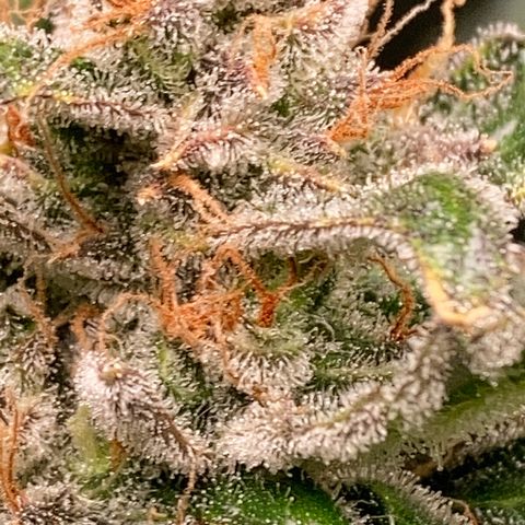 2 plant hydroponics “Amnesia Auto” from Seedsman growlog timeline photo