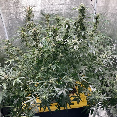 2 plant hydroponics “Amnesia Auto” from Seedsman growlog timeline photo