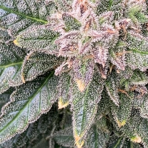 2 plant hydroponics “Amnesia Auto” from Seedsman growlog timeline photo