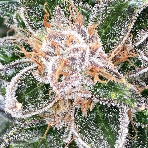 2 plant hydroponics “Amnesia Auto” from Seedsman growlog timeline photo