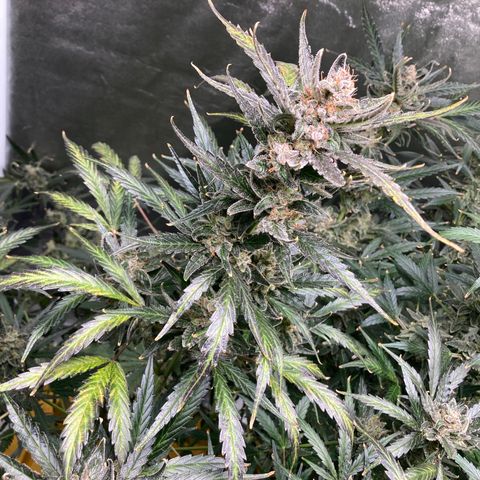 2 plant hydroponics “Amnesia Auto” from Seedsman growlog timeline photo