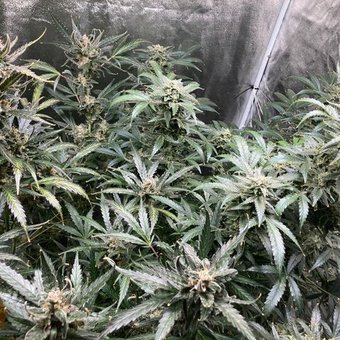 2 plant hydroponics “Amnesia Auto” from Seedsman growlog timeline photo