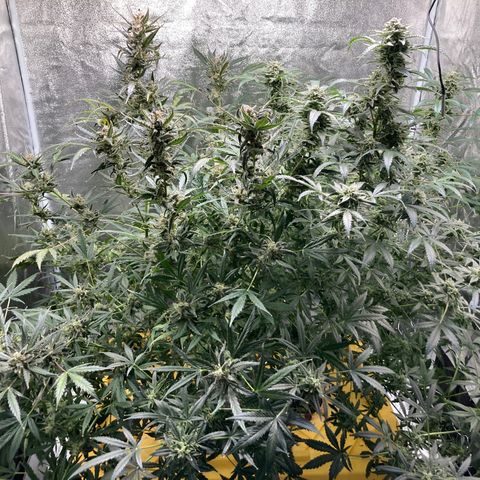 2 plant hydroponics “Amnesia Auto” from Seedsman growlog timeline photo