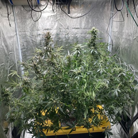 2 plant hydroponics “Amnesia Auto” from Seedsman growlog timeline photo