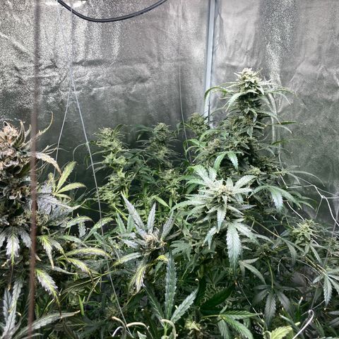 2 plant hydroponics “Amnesia Auto” from Seedsman growlog timeline photo