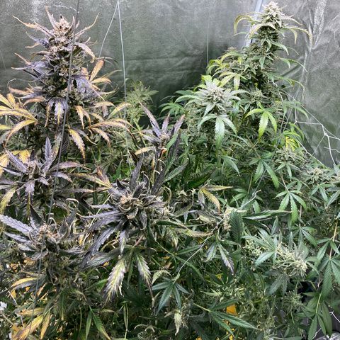 2 plant hydroponics “Amnesia Auto” from Seedsman growlog timeline photo