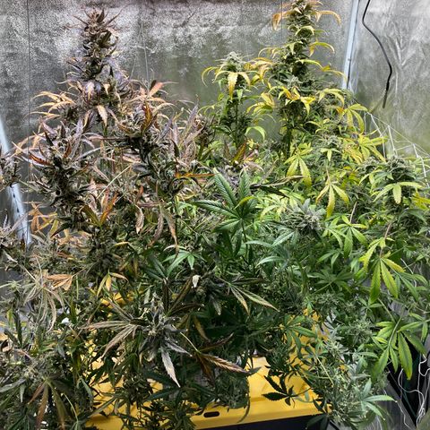 2 plant hydroponics “Amnesia Auto” from Seedsman growlog timeline photo