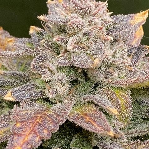 2 plant hydroponics “Amnesia Auto” from Seedsman growlog timeline photo