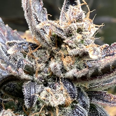 2 plant hydroponics “Amnesia Auto” from Seedsman growlog timeline photo