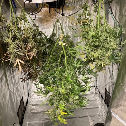 2 plant hydroponics “Amnesia Auto” from Seedsman growlog timeline photo