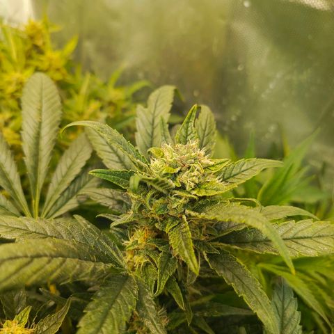 Cherry cola (fastbuds) growlog timeline photo
