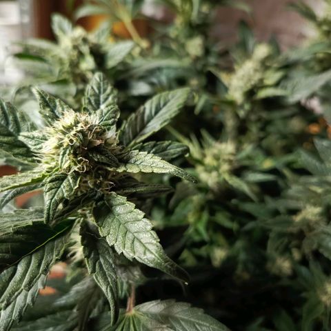 Cherry cola (fastbuds) growlog timeline photo