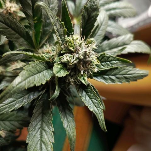 Cherry cola (fastbuds) growlog timeline photo