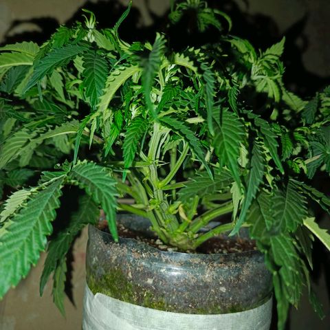 Semyanich (wedding cake auto) 24-26%TCH growlog timeline photo