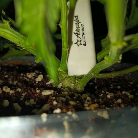 Semyanich (wedding cake auto) 24-26%TCH growlog timeline photo