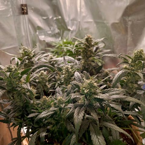 Cherry cola (fastbuds) growlog timeline photo