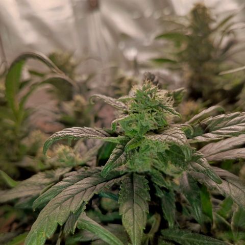 Cherry cola (fastbuds) growlog timeline photo