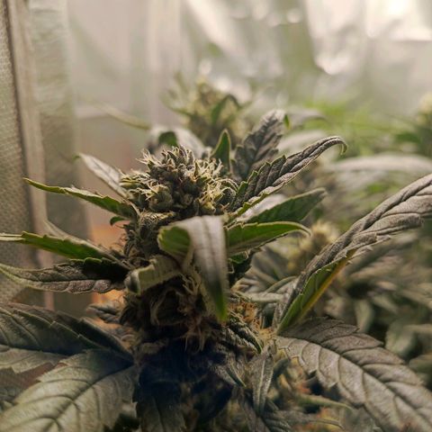 Cherry cola (fastbuds) growlog timeline photo