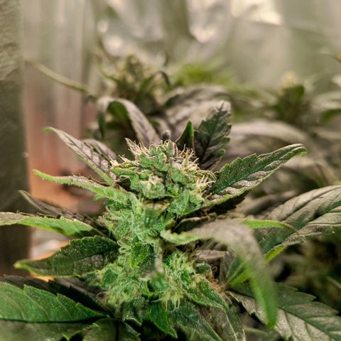 Cherry cola (fastbuds) growlog timeline photo