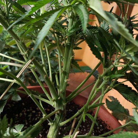 Cherry cola Polliploid (fast buds) growlog timeline photo