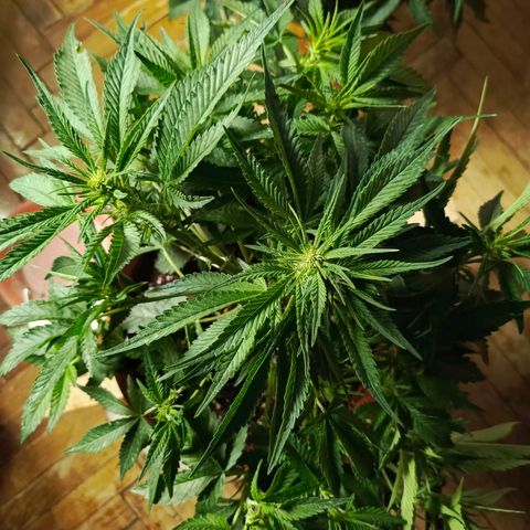 Cherry cola Polliploid (fast buds) growlog timeline photo