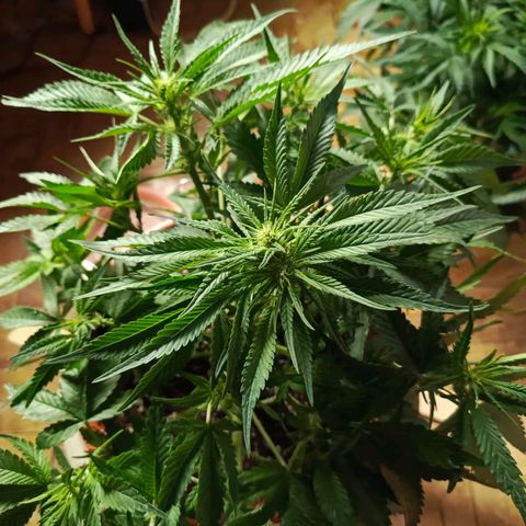 Cherry cola Polliploid (fast buds) growlog timeline photo