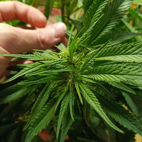 Cherry cola Polliploid (fast buds) growlog timeline photo